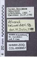 Etiketten zu Hemicrepidius schneideri (NHMW-ZOO-COL-0008957)